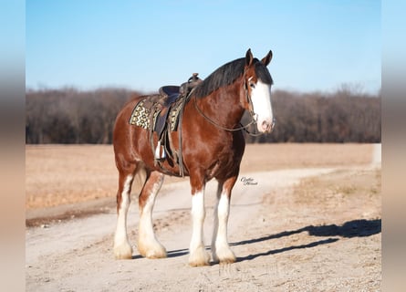 Clydesdale, Klacz, 4 lat, 180 cm, Gniada