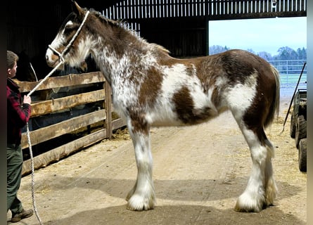 Clydesdale, Klacz, 5 lat