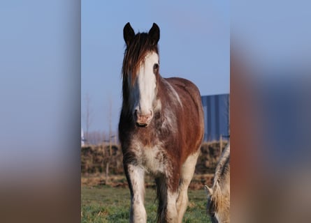 Clydesdale, Klacz, 6 lat, 175 cm, Gniada
