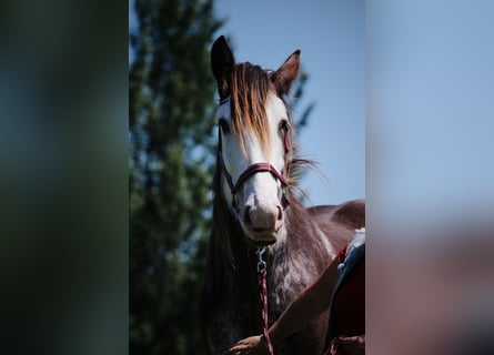 Clydesdale, Klacz, 6 lat, 175 cm, Gniada