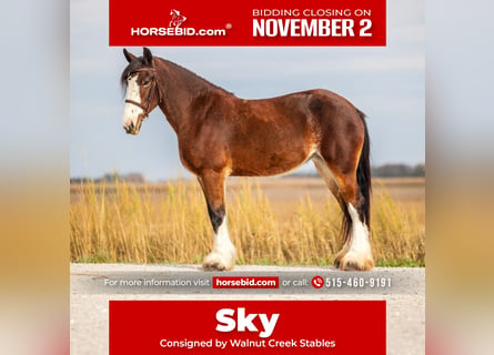 Clydesdale Mix, Klacz, 9 lat, Gniada