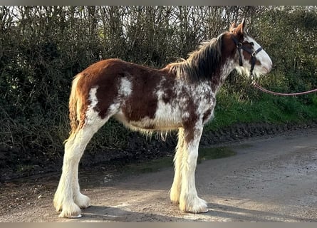 Clydesdale, Klacz, Źrebak (05/2024)