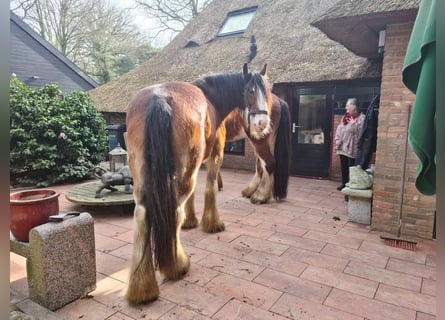 Clydesdale, Stute, 14 Jahre, 17,2 hh, Dunkelbrauner