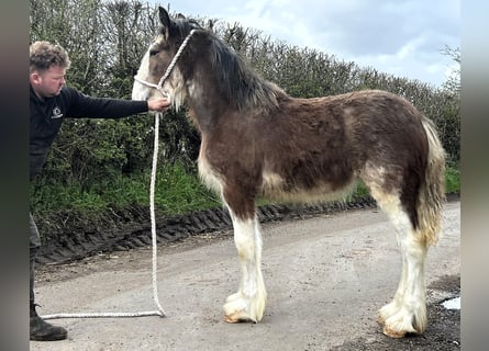 Clydesdale, Mare, 1 year
