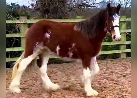 Clydesdale, Mare, 2 years