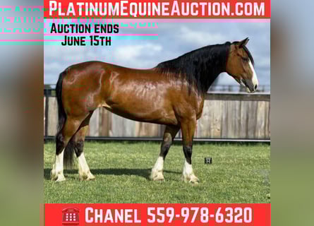 Clydesdale, Mare, 5 years, 15 hh, Bay