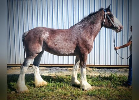 Clydesdale, Merrie, 11 Jaar, 173 cm, Roan-Bay