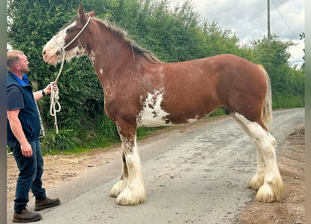 Clydesdale, Merrie, 11 Jaar