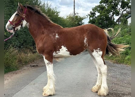 Clydesdale, Merrie, 2 Jaar