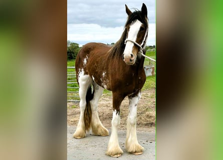 Clydesdale, Merrie, 3 Jaar
