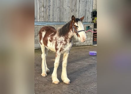 Clydesdale, Merrie, veulen (05/2024)