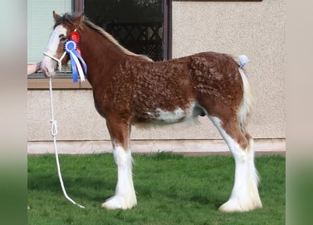 Clydesdale, Ogier, 1 Rok