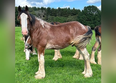 Clydesdale, Ogier, 1 Rok