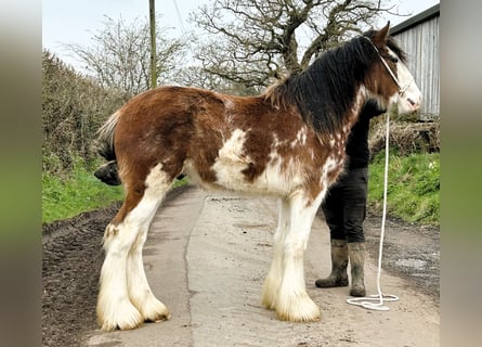 Clydesdale, Ogier, 2 lat