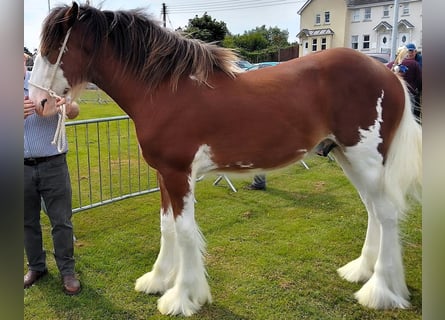 Clydesdale, Ogier, 3 lat