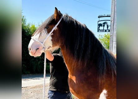 Clydesdale, Ogier, 3 lat