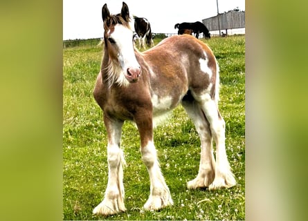 Clydesdale, Ogier, Źrebak (03/2026)