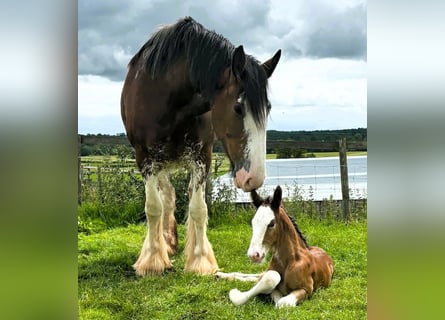 Clydesdale, Ogier, Źrebak (03/2026)