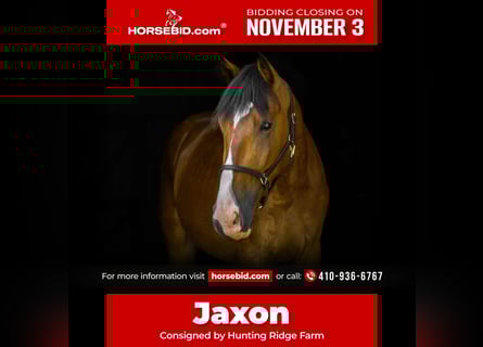 Clydesdale Mix, Ruin, 4 Jaar, 165 cm, Roodbruin