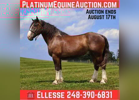 Clydesdale, Ruin, 6 Jaar, 173 cm, Roodbruin