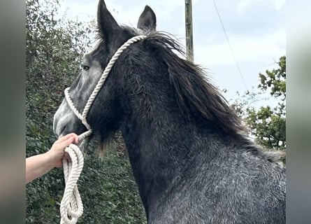 Clydesdale, Semental, 1 año