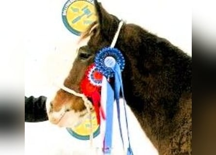 Clydesdale, Semental, 2 años