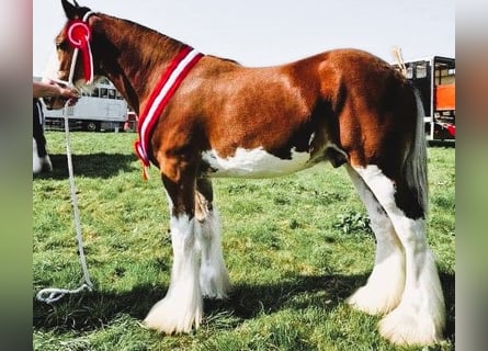 Clydesdale, Semental, 2 años
