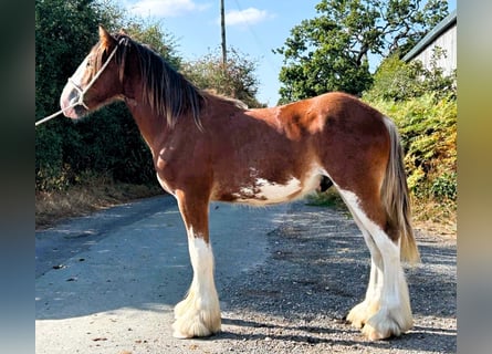 Clydesdale, Stallion, 1 year