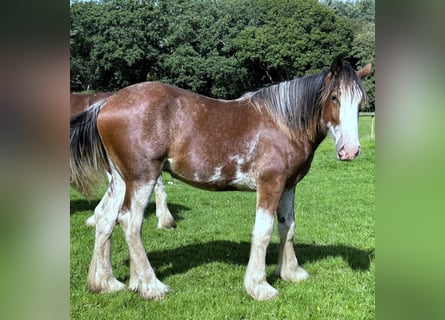 Clydesdale, Stallion, 1 year