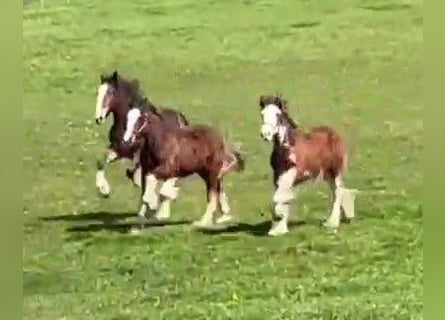 Clydesdale, Stallion, 1 year