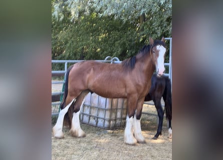 Clydesdale, Stallion, 2 years, 16 hh, Brown