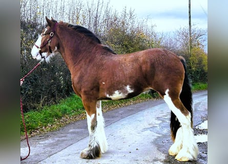 Clydesdale, Stallion, 2 years