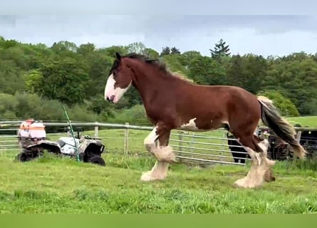 Clydesdale, Stallion, 2 years