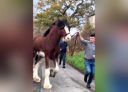 Clydesdale, Stallion, 2 years