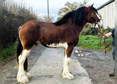 Clydesdale, Stallion, 2 years