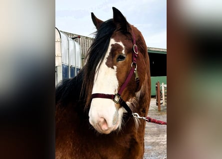 Clydesdale, Stallion, 3 years