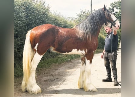 Clydesdale, Stallion, 3 years