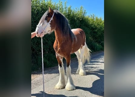Clydesdale, Stallion, 3 years