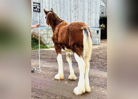 Clydesdale, Stallion, 