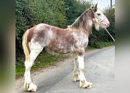 Clydesdale, Stallion, Foal (01/2025)