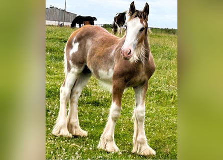 Clydesdale, Stallion, Foal (02/2026)