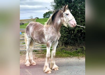 Clydesdale, Stallion, Foal (03/2025)