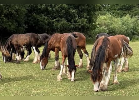 Clydesdale, Stallone, 1 Anno