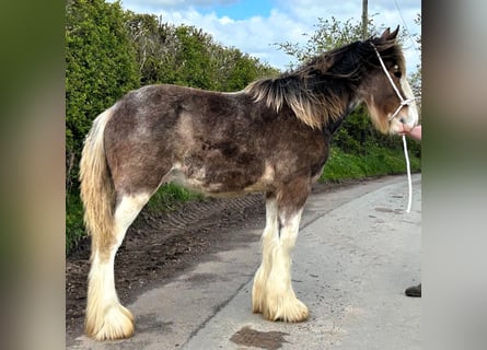 Clydesdale, Stallone, 1 Anno