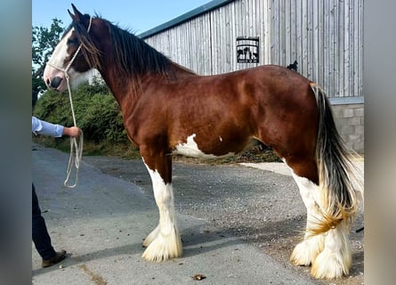 Clydesdale, Stallone, 2 Anni