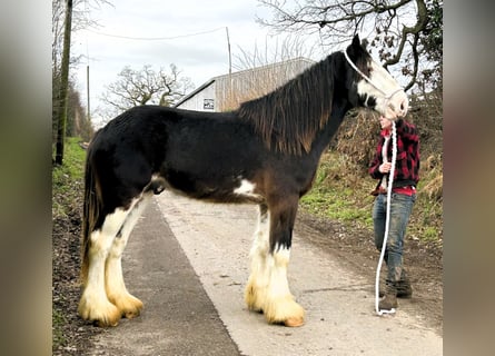 Clydesdale, Stallone, 2 Anni