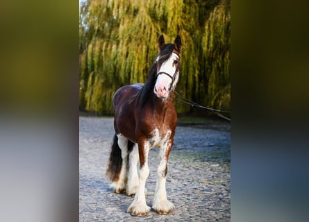 Clydesdale, Stallone, 3 Anni, 165 cm, Baio roano