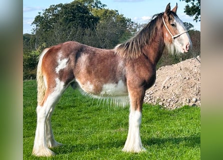 Clydesdale, Stallone, Puledri (01/2026)