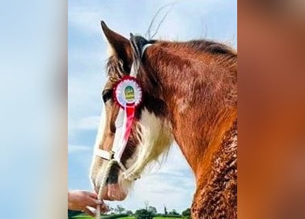 Clydesdale, Stute, 2 Jahre