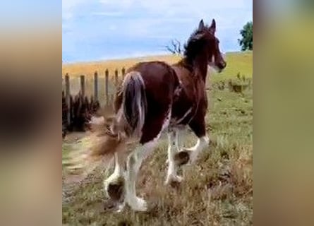 Clydesdale, Stute, 3 Jahre